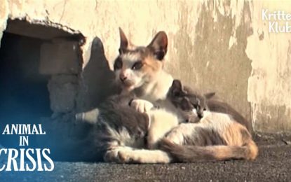 VIDEO: Una gata callejera cuida de su cría discapacitada y conmueve a la Red