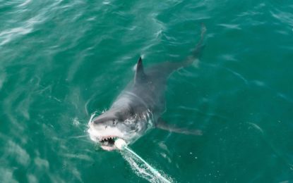 VIDEO: Un pescador logra grabar a un enorme tiburón blanco que salta del agua