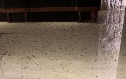 VIDEO: Atacan un restaurante arrojando más de 1.000 cucarachas en su interior