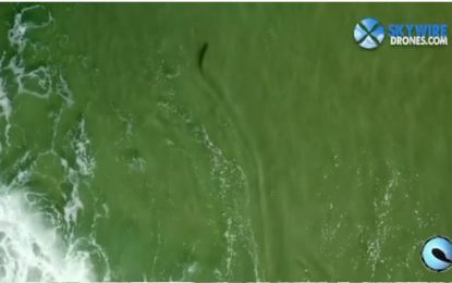 VIDEOS: Un dron graba a un tiburón nadando a escasos metros de un surfista desprevenido