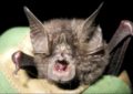 Encuentran un extraño murciélago que se creía extinto desde 1980